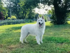 6-12 months Male Purebred German Shepherd
