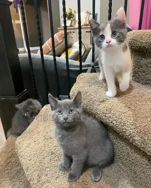 1-3 months Female Purebred Turkish Angora