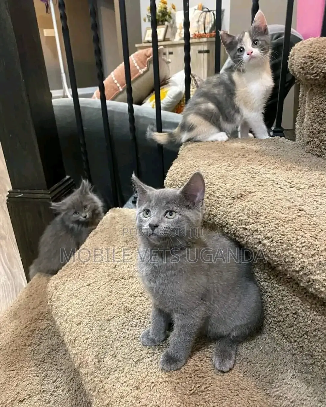 3-6 months Male Purebred Burmese