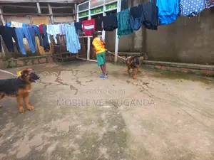 3-6 months Female Purebred German Shepherd
