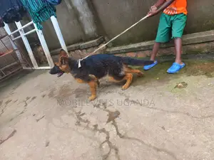 3-6 months Male Purebred German Shepherd