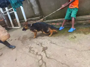 3-6 months Female Purebred German Shepherd