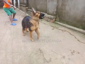 3-6 months Female Purebred German Shepherd