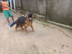 3-6 months Female Purebred German Shepherd