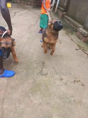 3-6 months Female Purebred German Shepherd