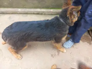 3-6 months Female Purebred German Shepherd