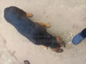 3-6 months Female Purebred German Shepherd