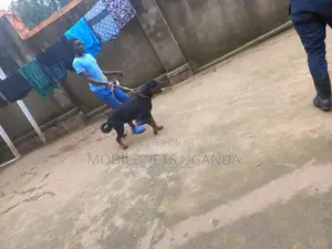 6-12 months Male Purebred Rottweiler