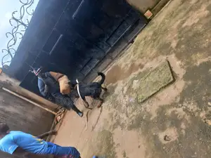 1+ year Female Purebred Rottweiler
