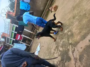 1+ year Male Purebred Rottweiler