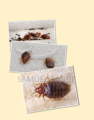 Effective Bedbugs Fumigation With No Smell