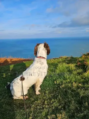 3-6 months Female Purebred English Springer Spaniel