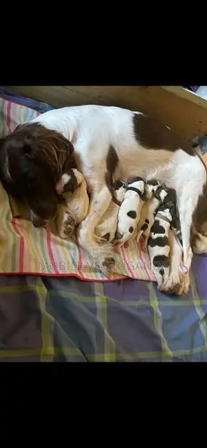 0-1 month Female Purebred English Springer Spaniel