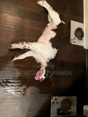 6-12 months Female Purebred English Springer Spaniel