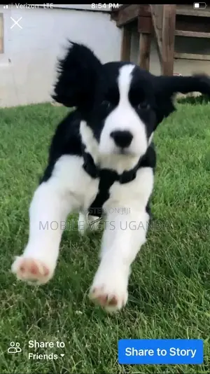 3-6 months Male Purebred English Springer Spaniel