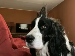 1+ year Female Purebred English Springer Spaniel