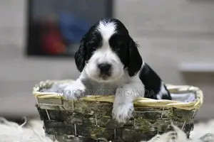 1-3 months Female Purebred English Springer Spaniel