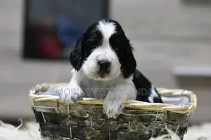 0-1 month Male Purebred English Springer Spaniel