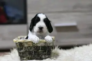 1-3 months Female Purebred English Springer Spaniel