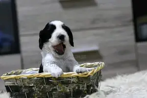 0-1 month Female Purebred English Springer Spaniel