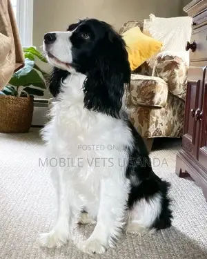 6-12 months Male Purebred English Springer Spaniel
