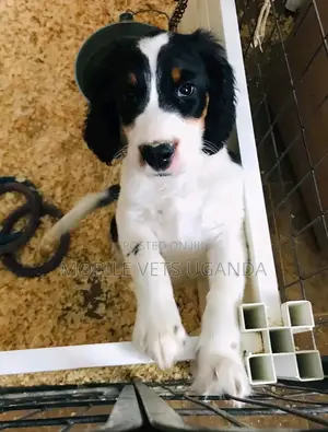 1-3 months Female Purebred English Cocker Spaniel