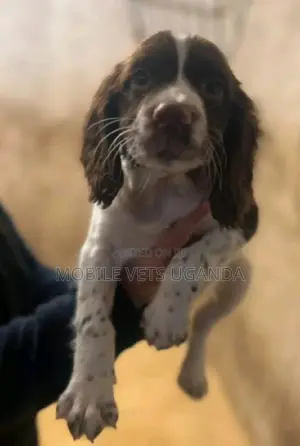 1-3 months Male Purebred English Toy Spaniel