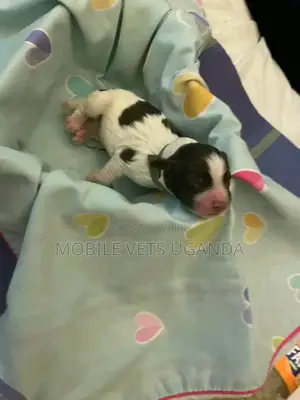 0-1 month Male Purebred English Springer Spaniel