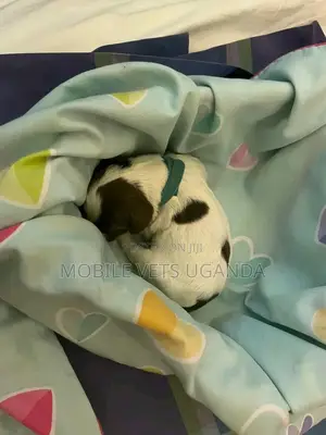 0-1 month Male Purebred English Springer Spaniel