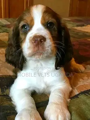 1-3 months Female Purebred English Springer Spaniel