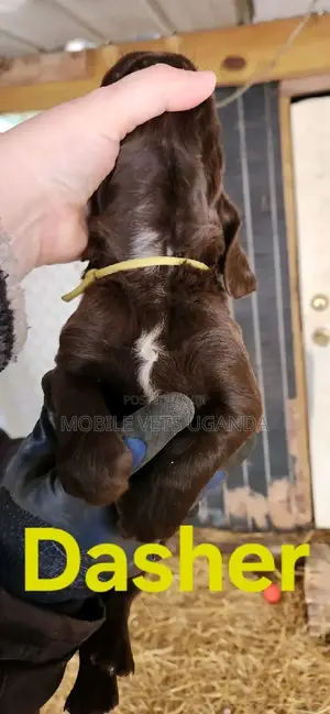 1-3 months Female Purebred English Springer Spaniel