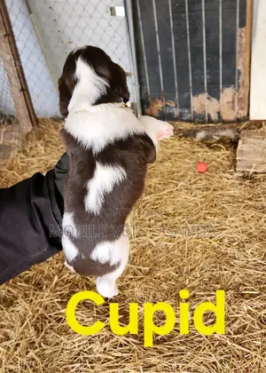 1-3 months Male Purebred English Springer Spaniel