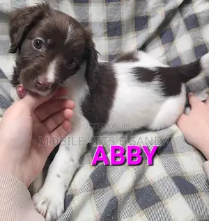 0-1 month Male Purebred English Springer Spaniel