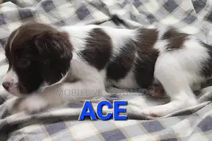 1-3 months Male Purebred English Springer Spaniel
