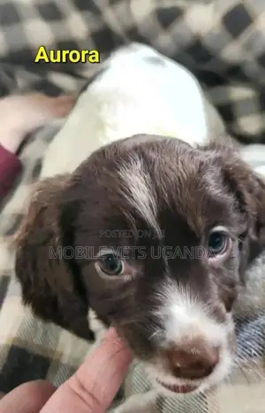 0-1 month Female Purebred English Foxhound