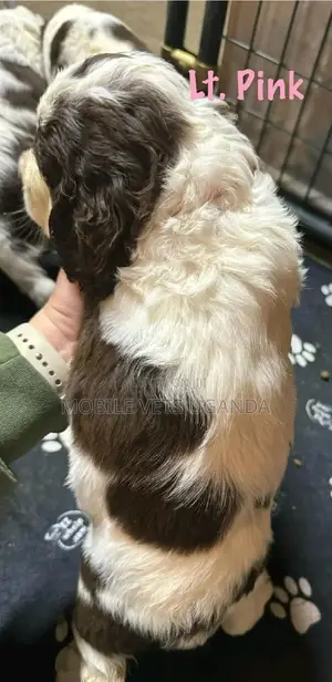 1-3 months Female Purebred English Springer Spaniel