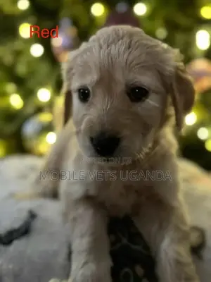 1-3 months Male Purebred Golden Retriever