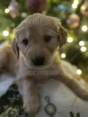 0-1 month Female Purebred Golden Retriever
