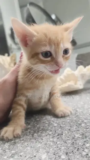 0-1 month Female Purebred American Bobtail