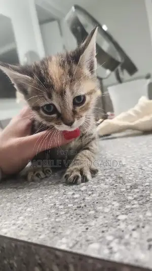 3-6 months Male Purebred American Shorthair