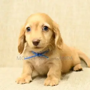 0-1 month Female Purebred Dachshund