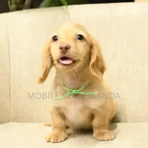 0-1 month Female Purebred Dachshund