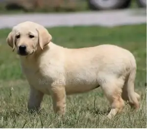 1-3 months Male Purebred Golden Retriever