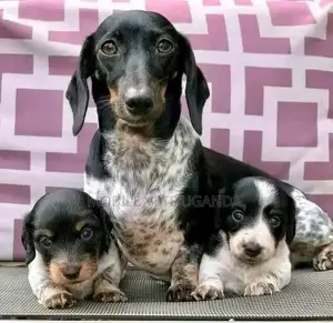 1-3 months Female Purebred Dachshund