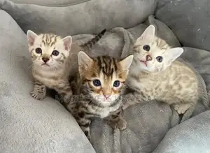 1-3 months Female Purebred American Shorthair