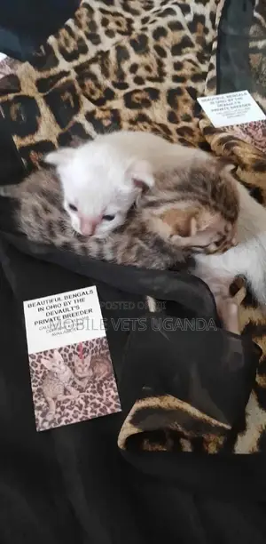 1-3 months Female Purebred British Shorthair