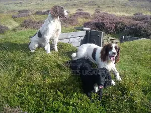 3-6 months Male Purebred English Springer Spaniel