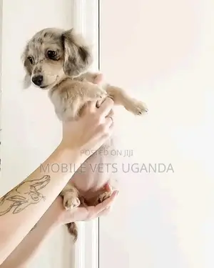 1-3 months Male Purebred Dachshund