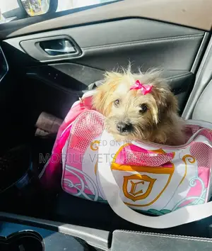 3-6 months Female Purebred Maltese