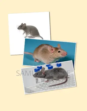 Rats and Mice Control and Eradication